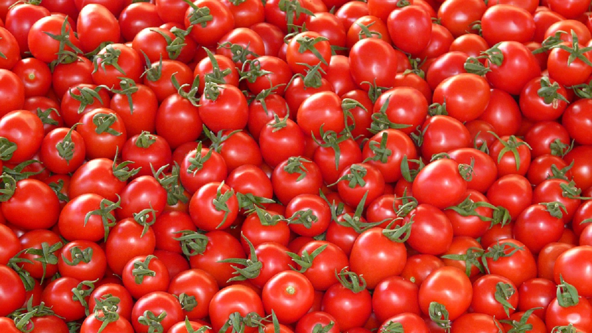 tomato ethylene.png